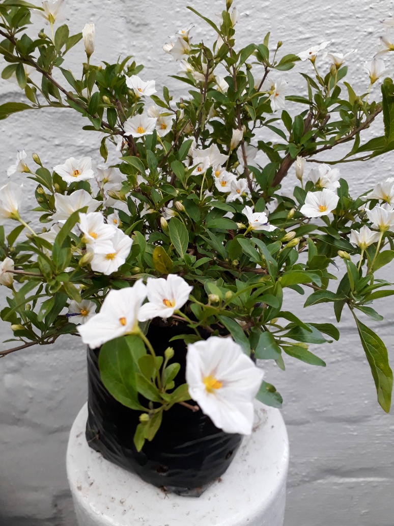 Solanum rantonnetii 'Alba' - White Potato Bush