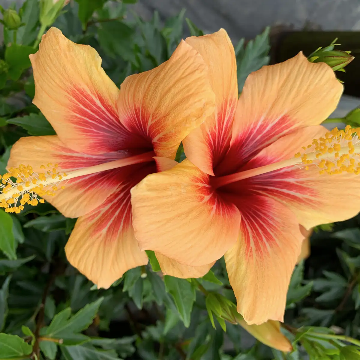 Kraaibosch-Nurseries-Home-Gallery1