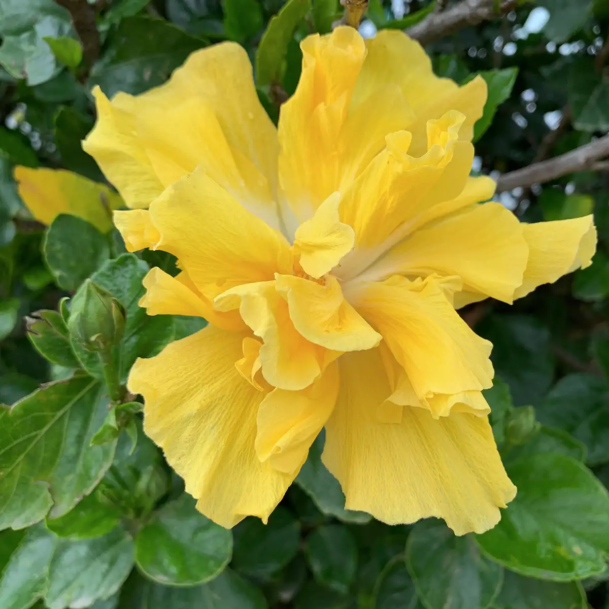 Kraaibosch-Nurseries-Home-Gallery2