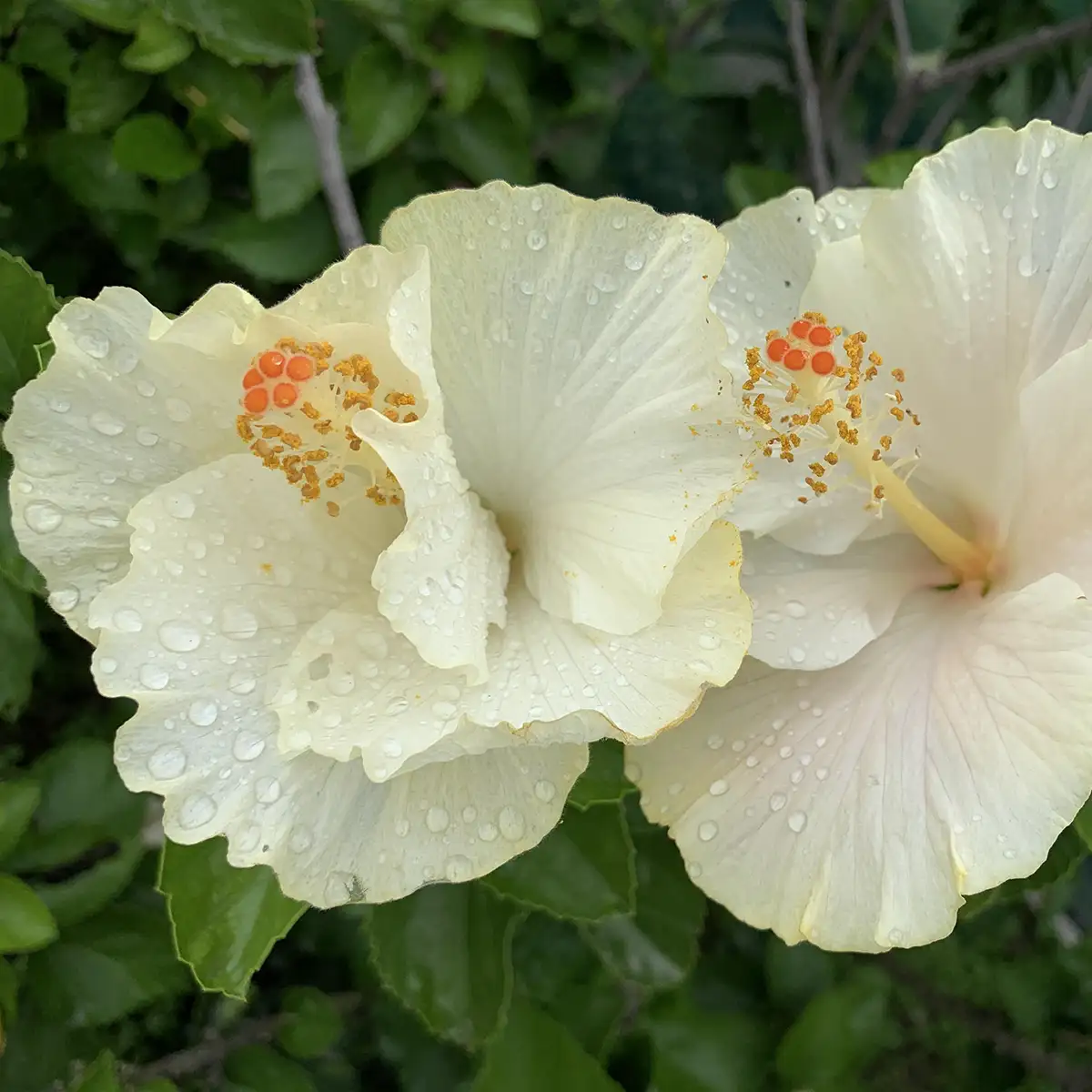 Kraaibosch-Nurseries-Home-Gallery3