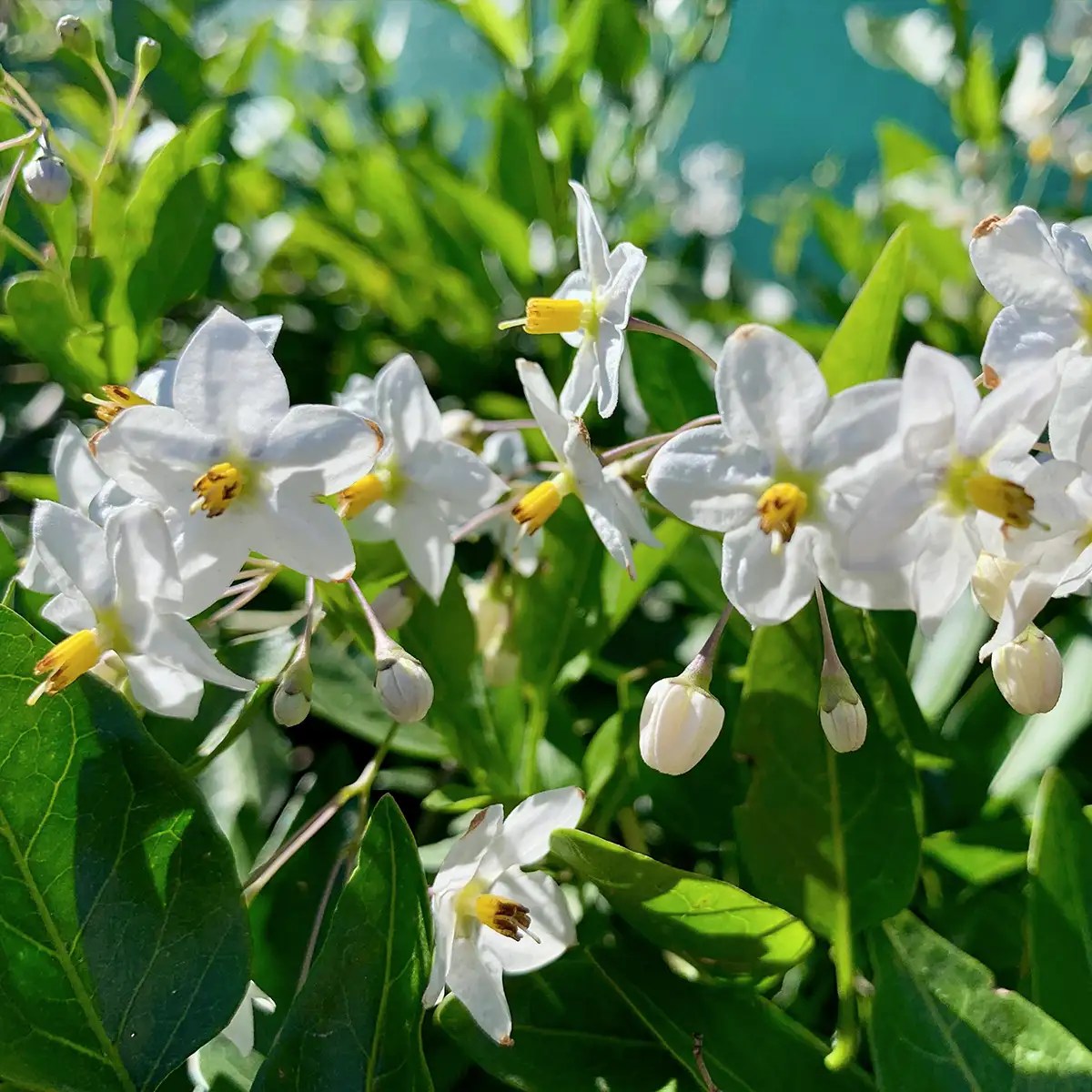 Kraaibosch-Nurseries-Home-Gallery4