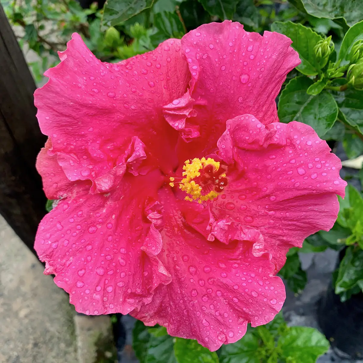 Kraaibosch-Nurseries-Home-Gallery5