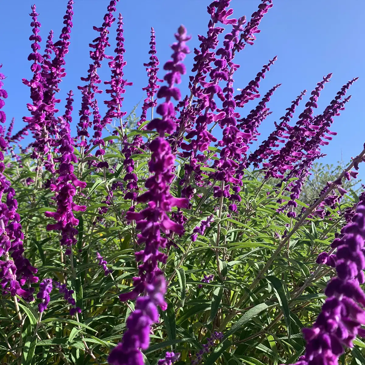 Kraaibosch-Nurseries-Home-Gallery6