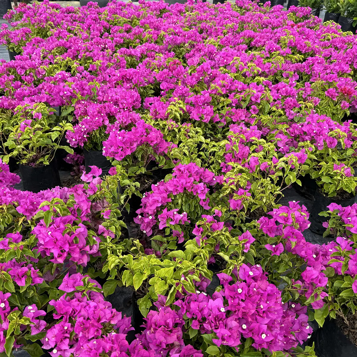 Kraaibosch-Nurseries-Home-Gallery7