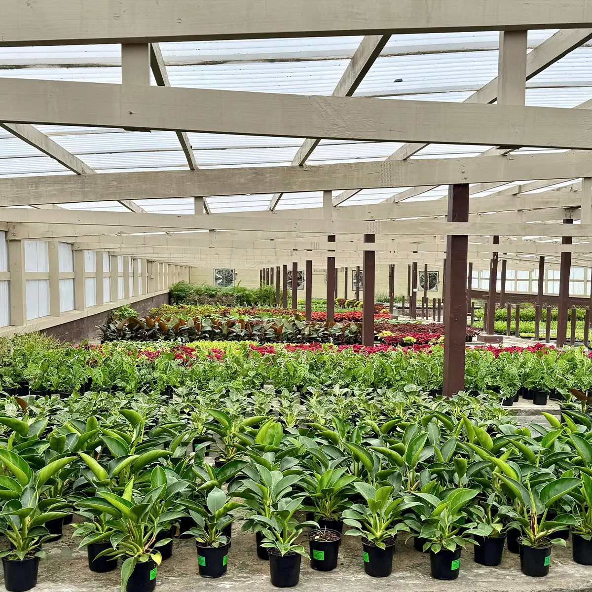 Kraaibosch-Nurseries-Home-Gallery9